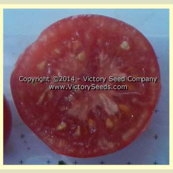 Early Detroit No. 17 Tomato