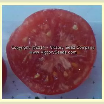 Early Detroit No. 17 Tomato