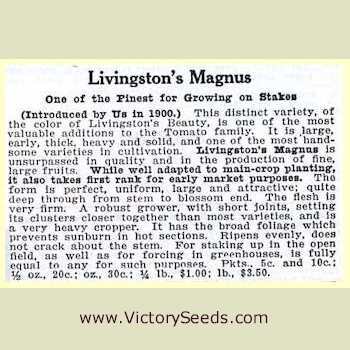 Livingston's Magnus Tomato
