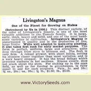 Livingston's Magnus Tomato