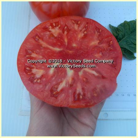 Large Lucky Red Tomato