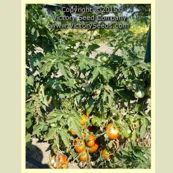 Sleeping Lady Tomato