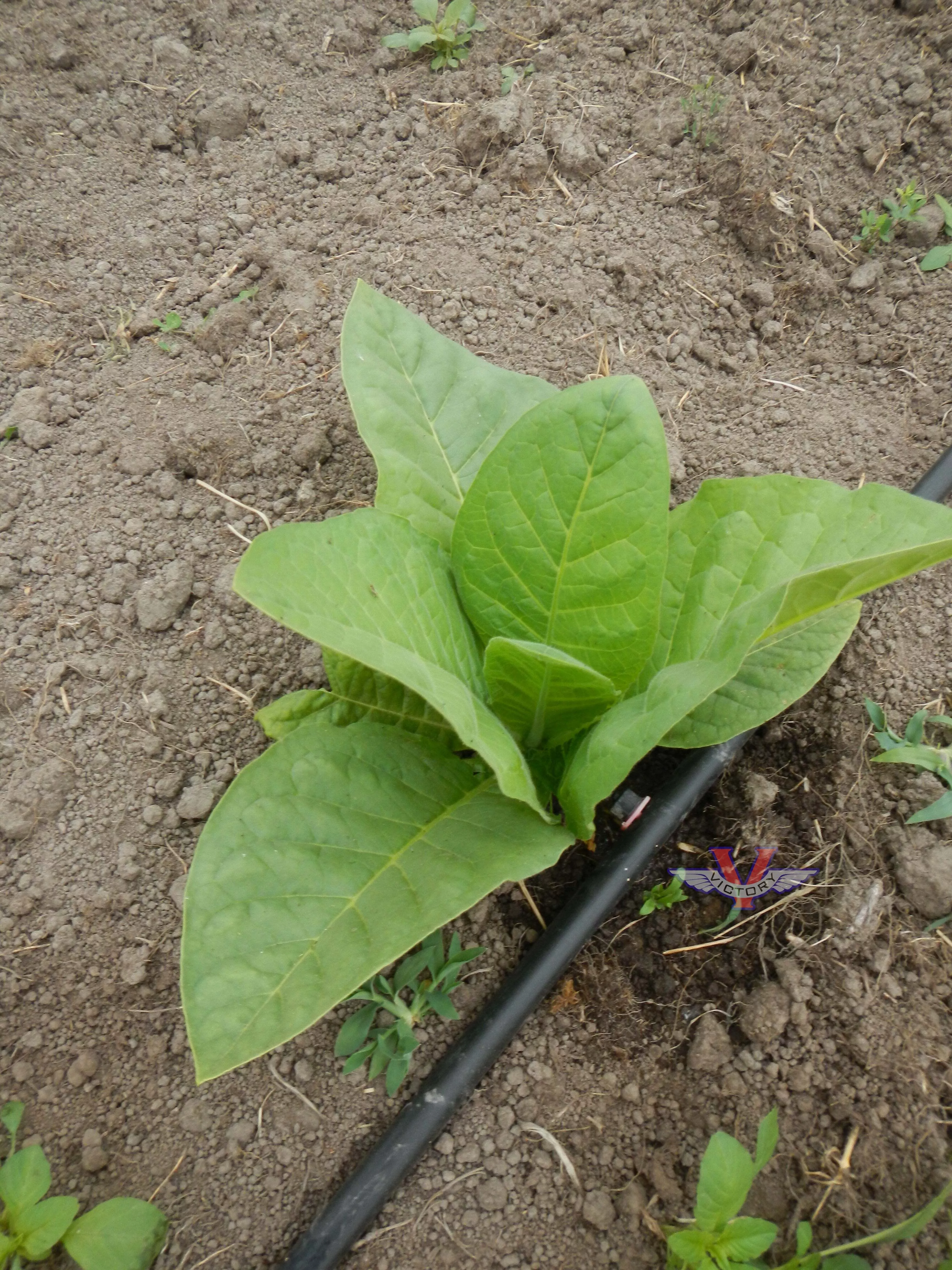 Pennlan Tobacco