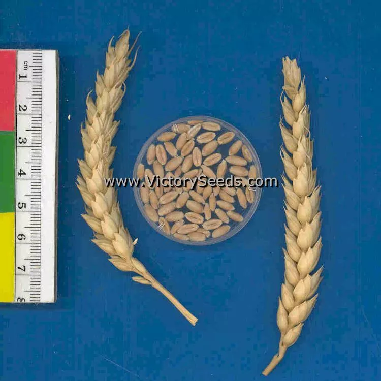 Saluda Wheat