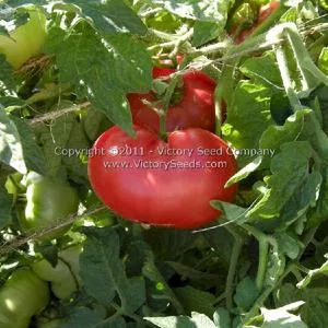 New Big Dwarf Tomato