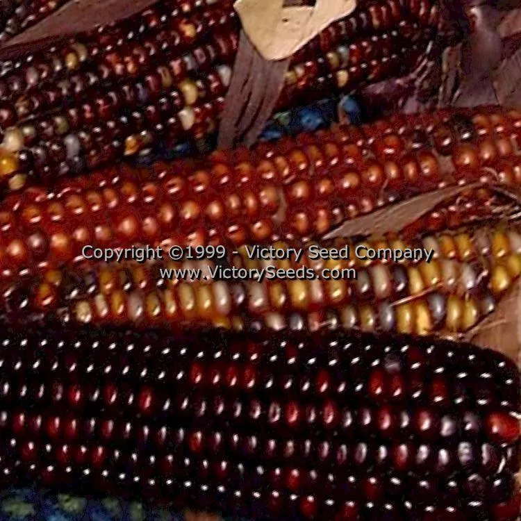 Indian Ornamental (aka Rainbow) Flour Corn