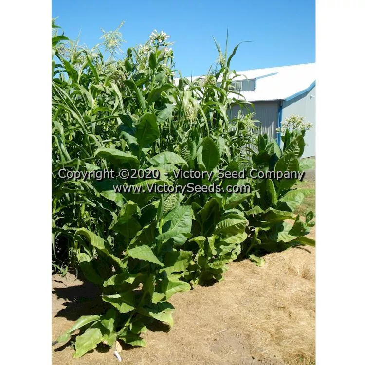 Florida Big Cuban Tobacco