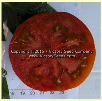 Tasmanian Chocolate Tomato