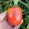 Mahoning Valley Beauty Tomato