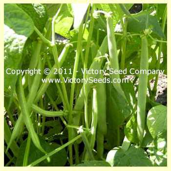Jacob's Cattle Bush Dry Garden Bean