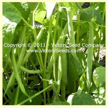 Jacob's Cattle Bush Dry Garden Bean