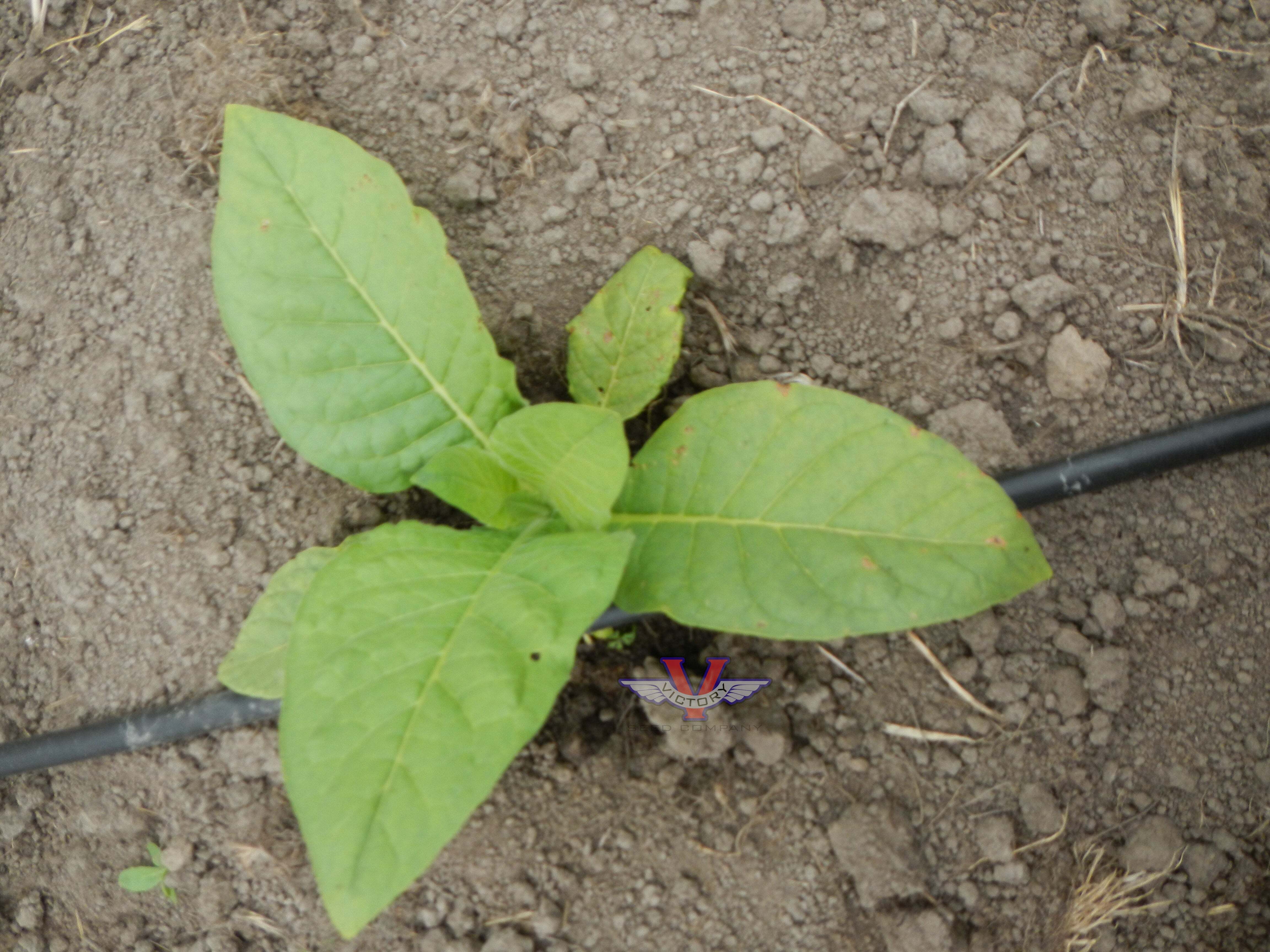 Jamaica Wrapper Tobacco
