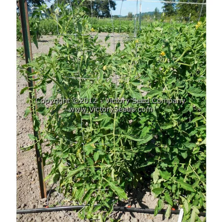 Nepal Tomato