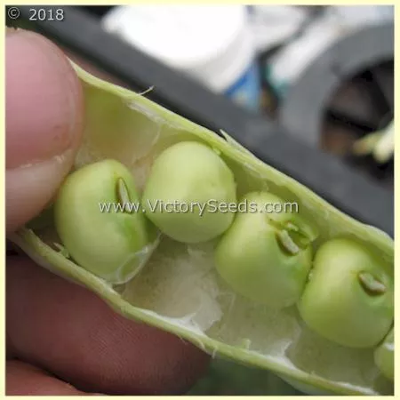 Zipper Cream Southern Pea