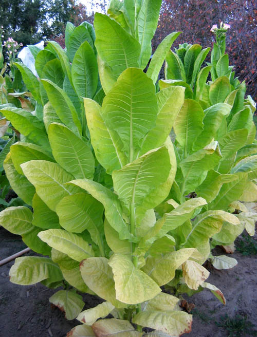 Shargo Tobacco