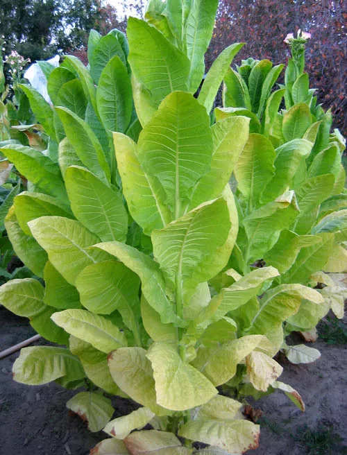 Shargo Tobacco