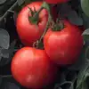 Bush Early Girl F1 Tomato