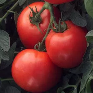 Bush Early Girl F1 Tomato