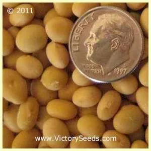 Maple Arrow Soybean