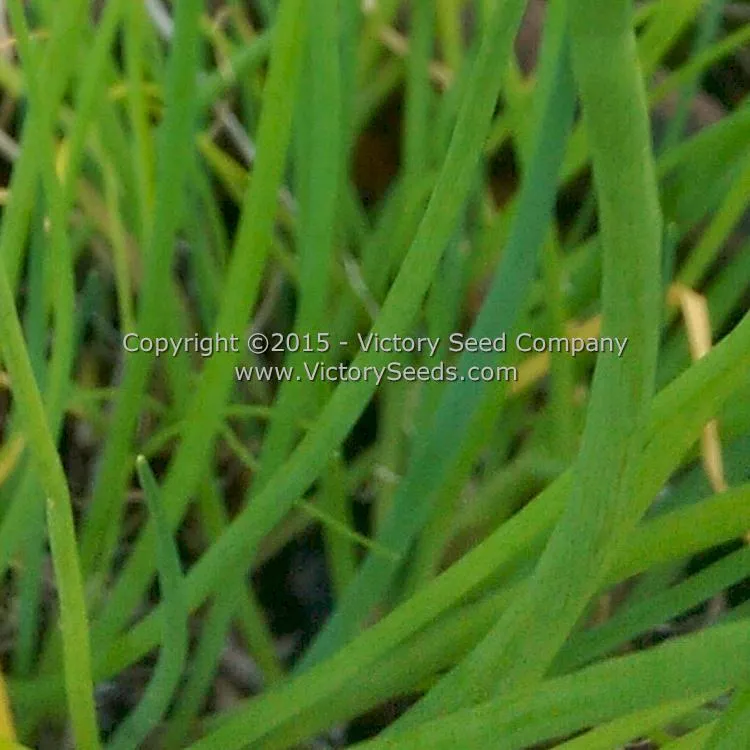 Chives