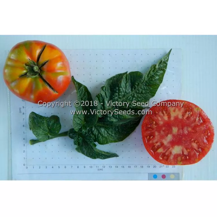 Wilpena Tomato