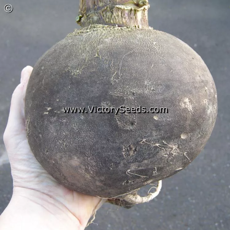 Black Spanish Round Radish