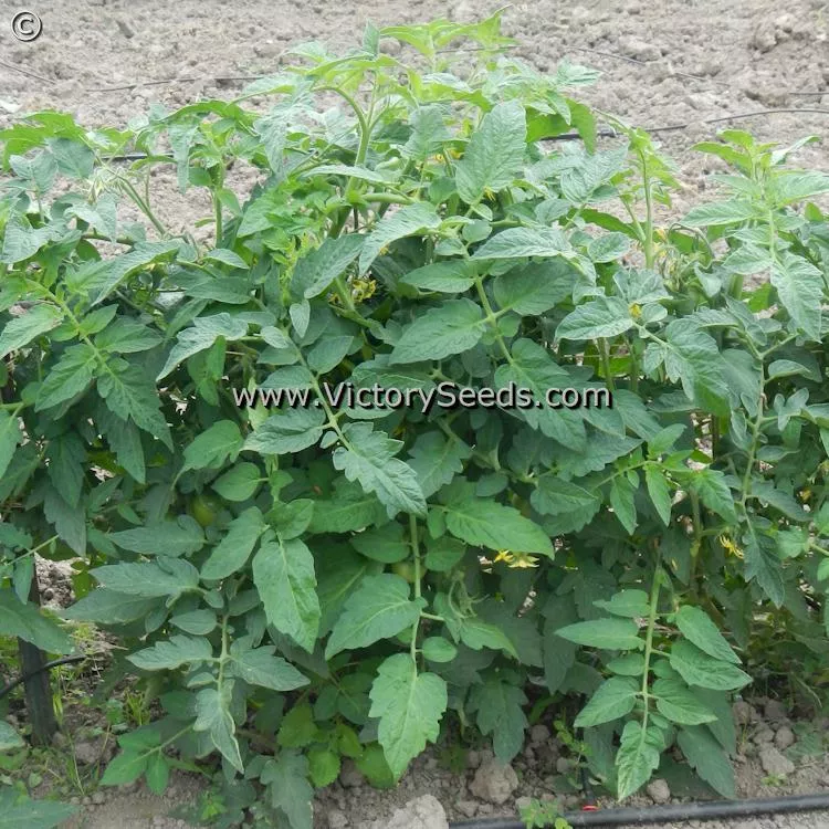 Pearson Improved Tomato