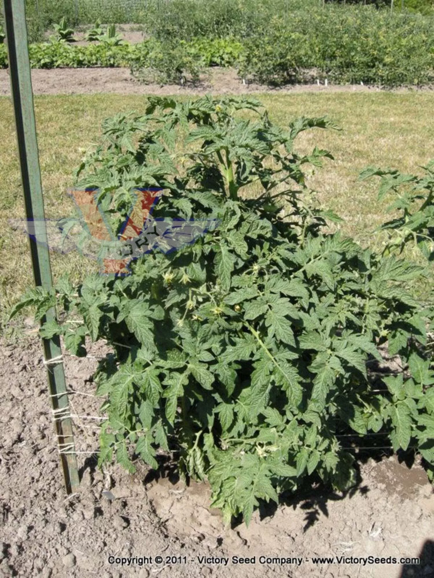 Rosella Purple Tomato