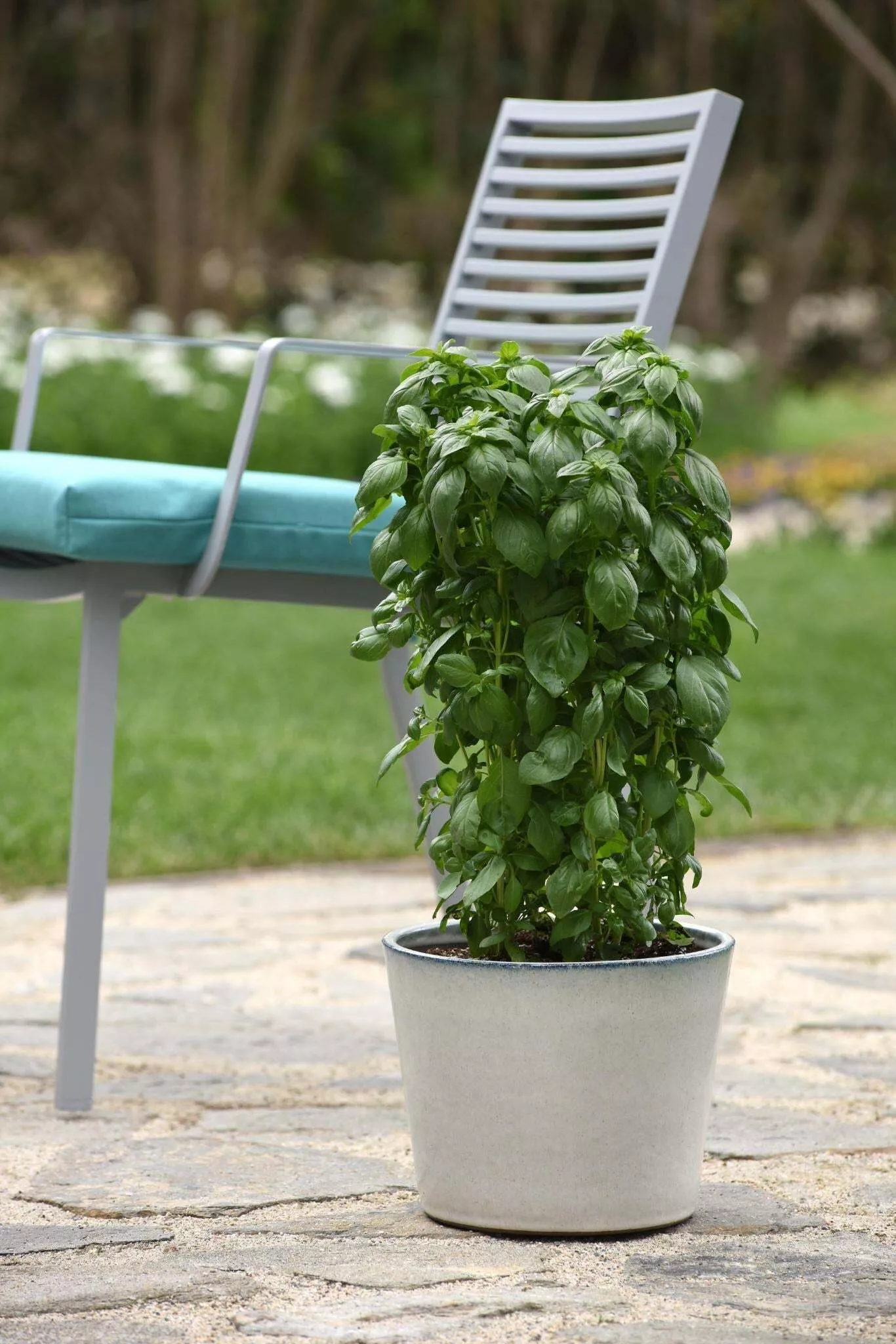 Basil, Everleaf Emerald Towers