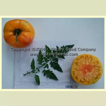 Pineapple Tomato