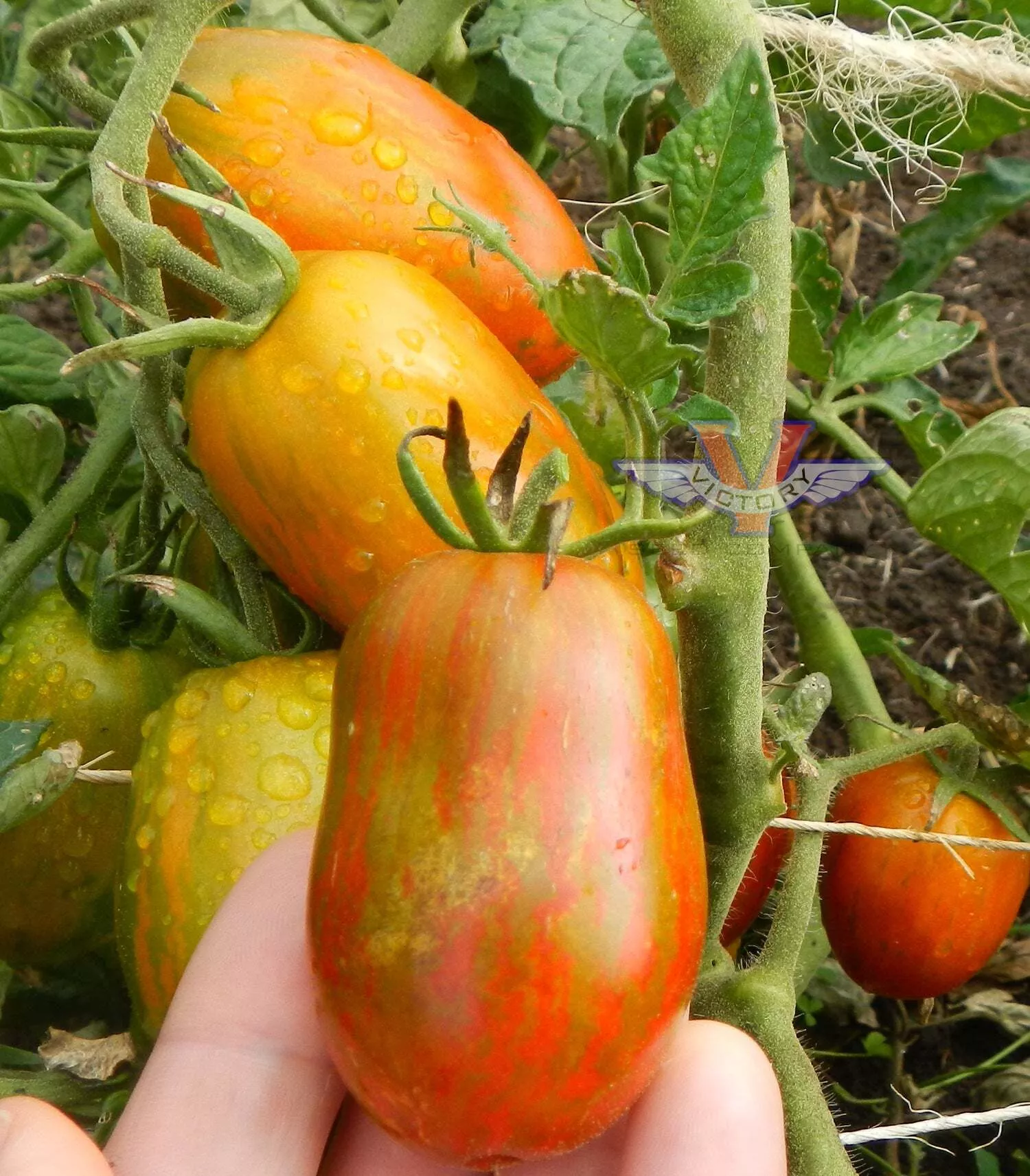 Dwarf Audrey's Love Tomato
