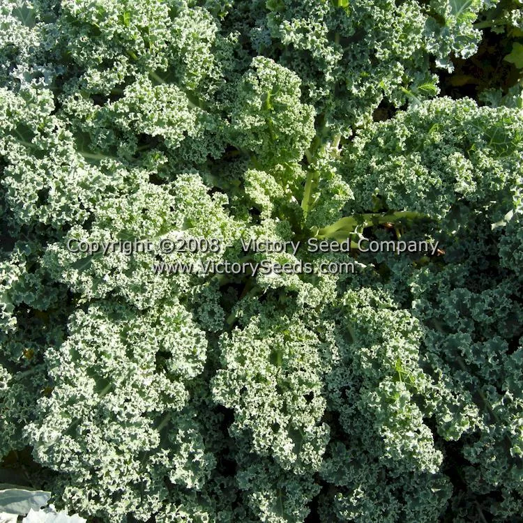 Dwarf Blue Curled Scotch Kale (Vates)