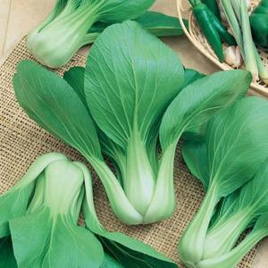 Bok Choy (Pak Choi)