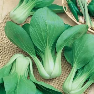 Bok Choy (Pak Choi)
