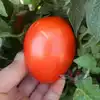 Dwarf Sneaky Sauce Tomato