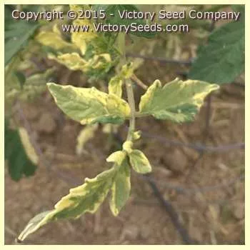 Variegated (Splash of Cream) Tomato
