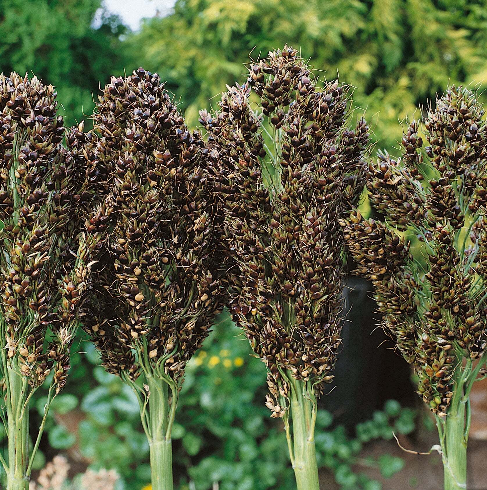 Mixed Colors Broom Corn