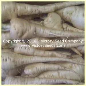 Long Smooth Hollow Crown Parsnip