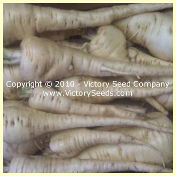 Long Smooth Hollow Crown Parsnip