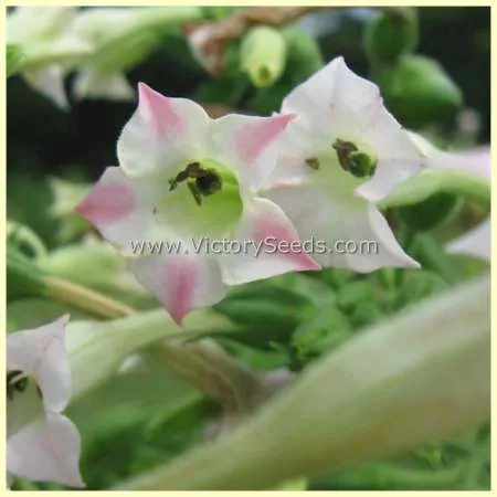 Xanthi Tobacco