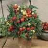 Micro Tom Micro Dwarf Tomato