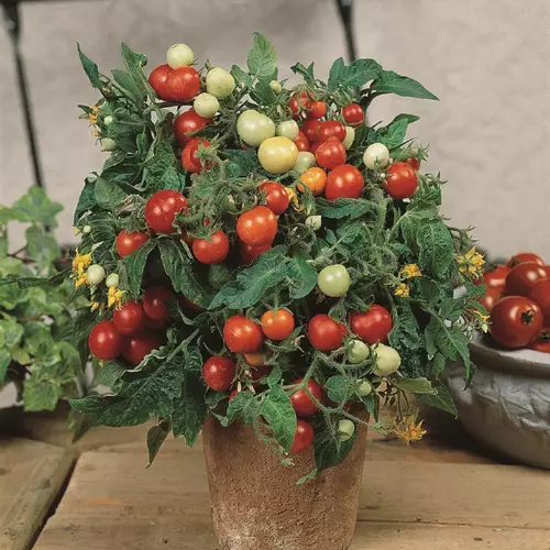 Micro Tom Micro Dwarf Tomato