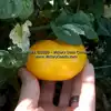 Dwarf Walter's Fancy Tomato