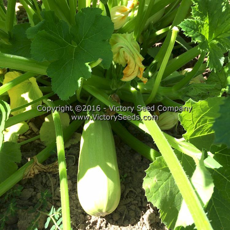 Lubnani Summer Squash