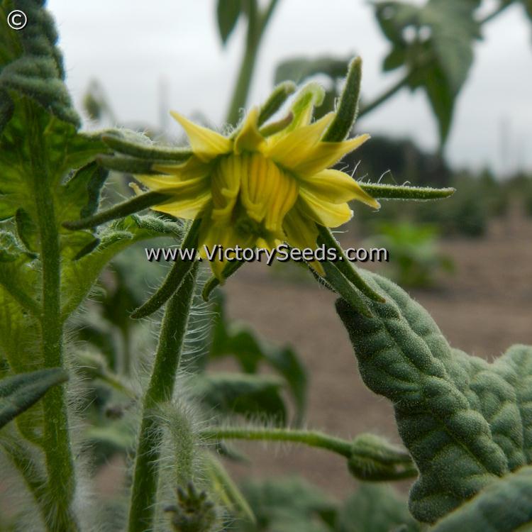 Dwarf Strawberry Lemonade Tomato
