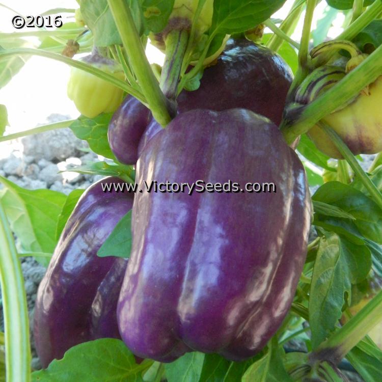 Carolina Amethyst Bell Pepper