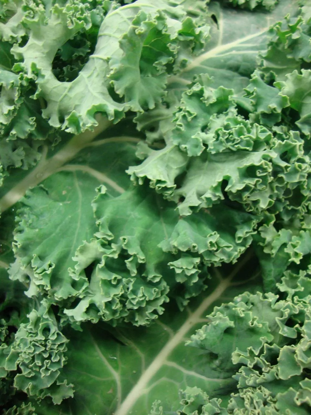 White Russian Kale