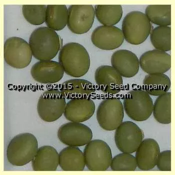PI 291319B Soybean