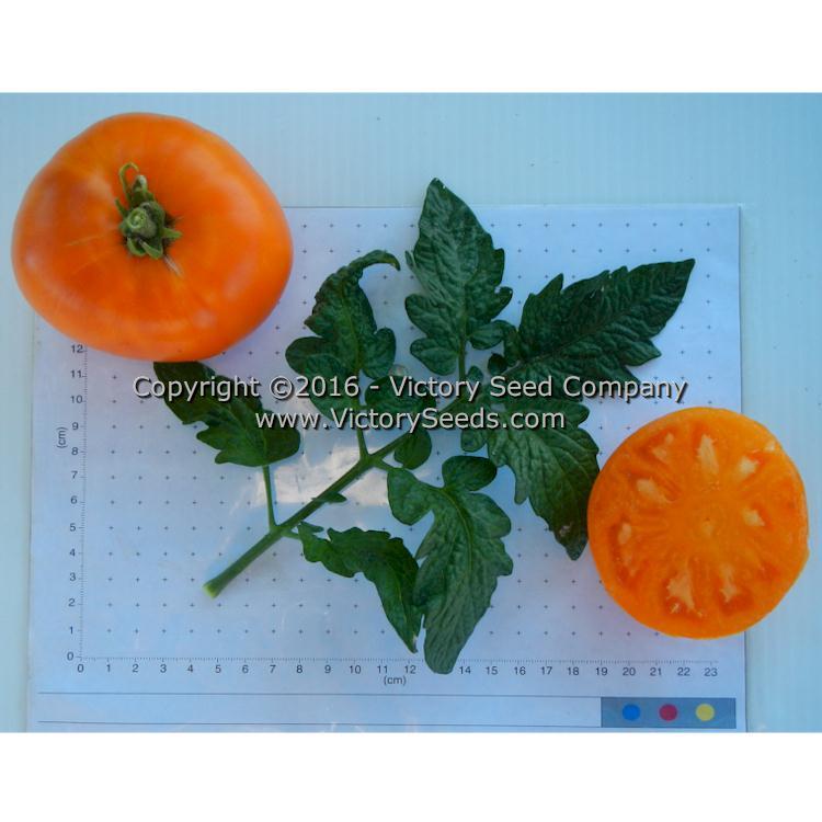 Loxton Lad Tomato