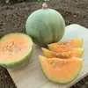 Minnesota Midget Melon